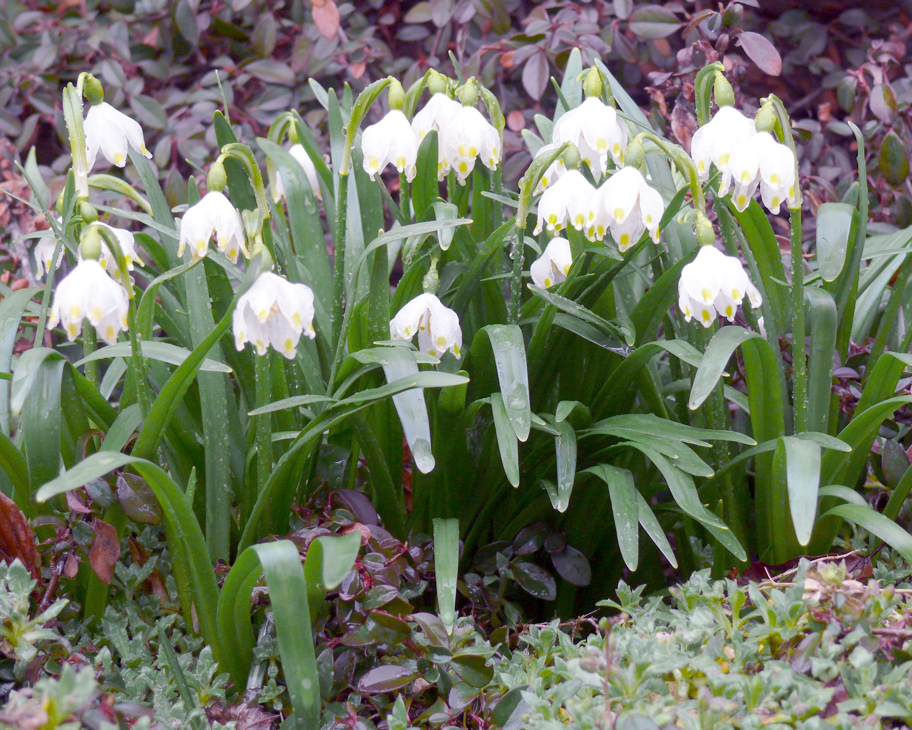 Bl�hender M�rzenbecher