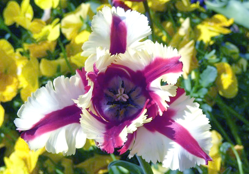 Tulpenbl�te mit auff�lliger Farbzeichnung